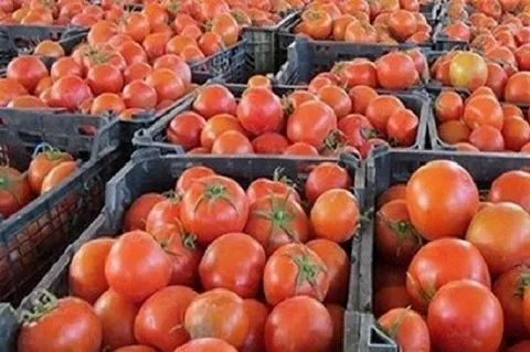 تصویر 3 از خرید رب گوجه فرنگی محلی + قیمت فروش استثنایی